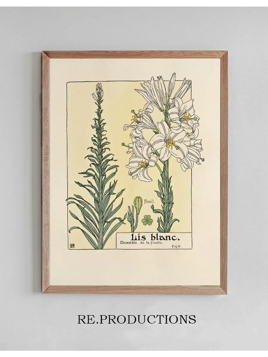 Lis Blanc