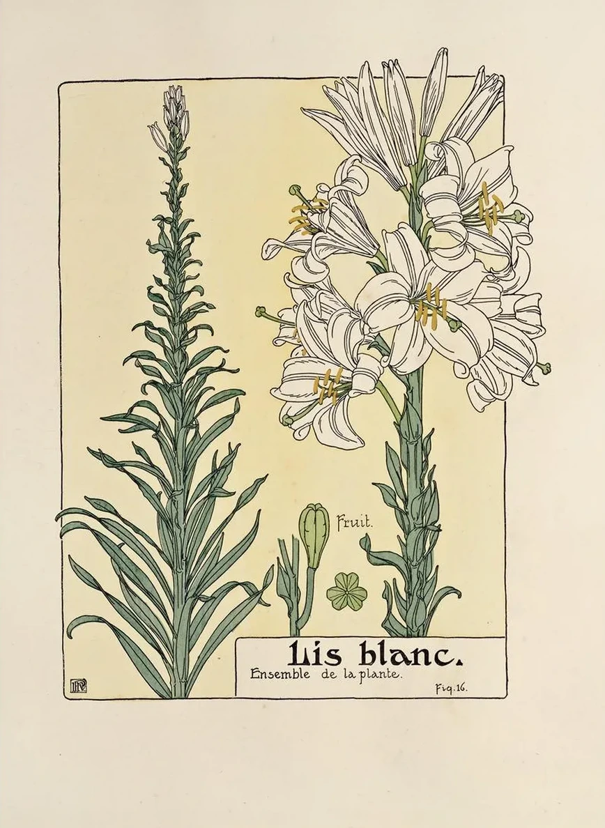 Lis Blanc