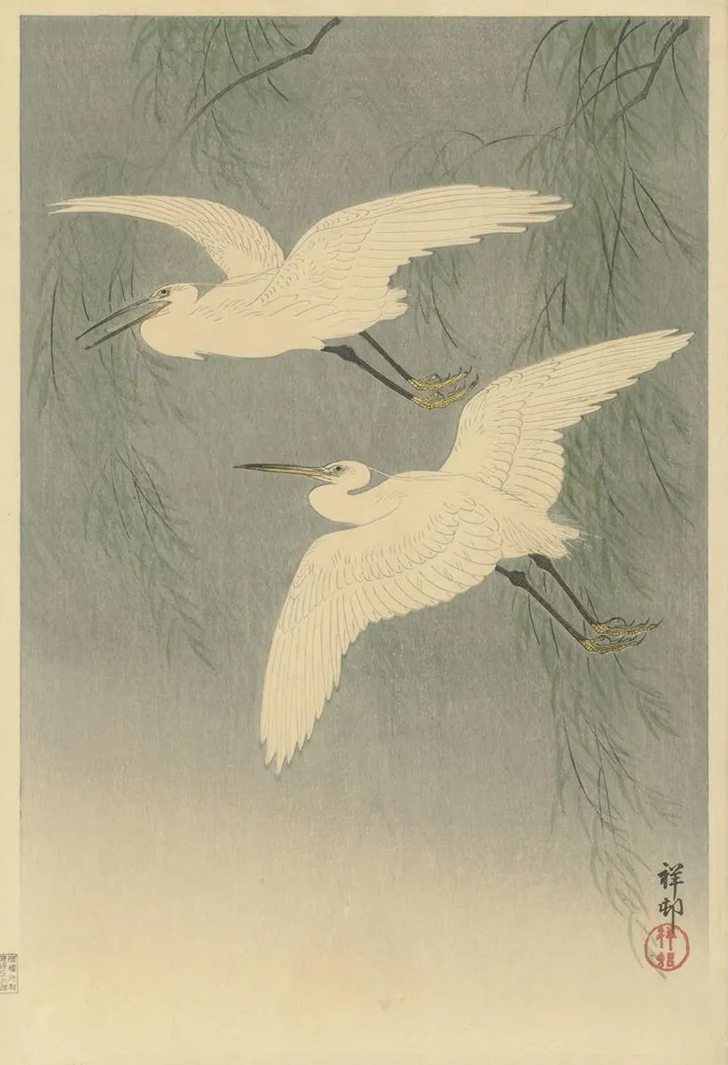 Little Egrets in Flight