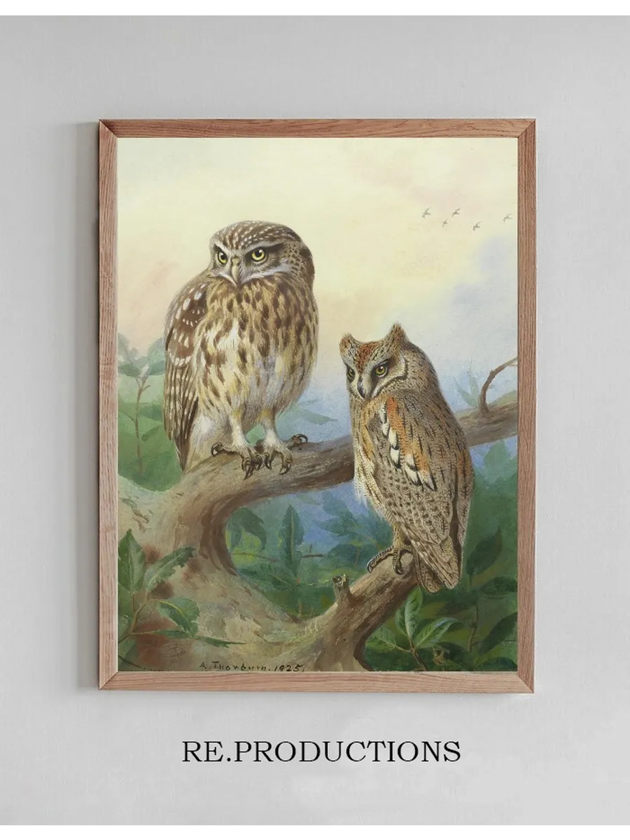 Little Owl And Scops Owl
