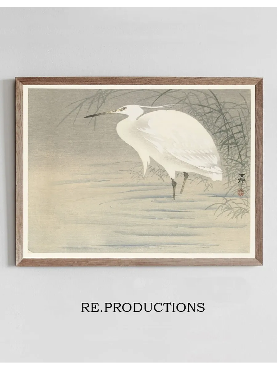 Little Egret