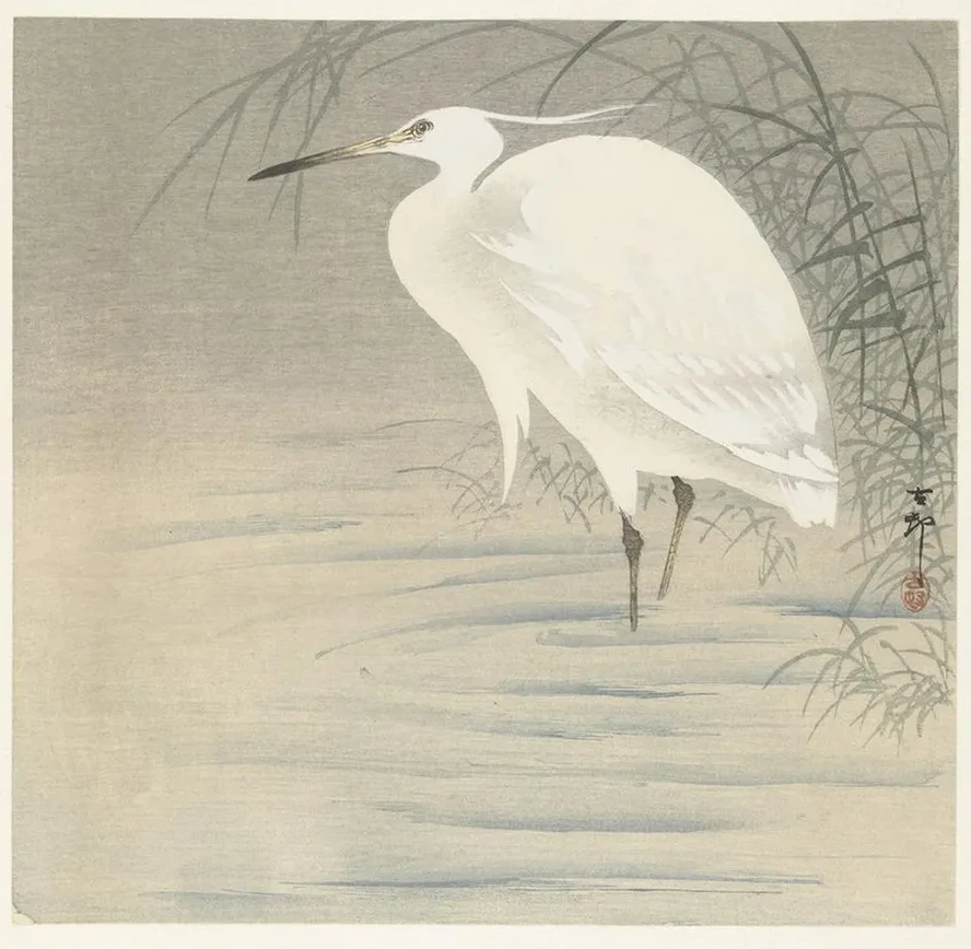 Little Egret