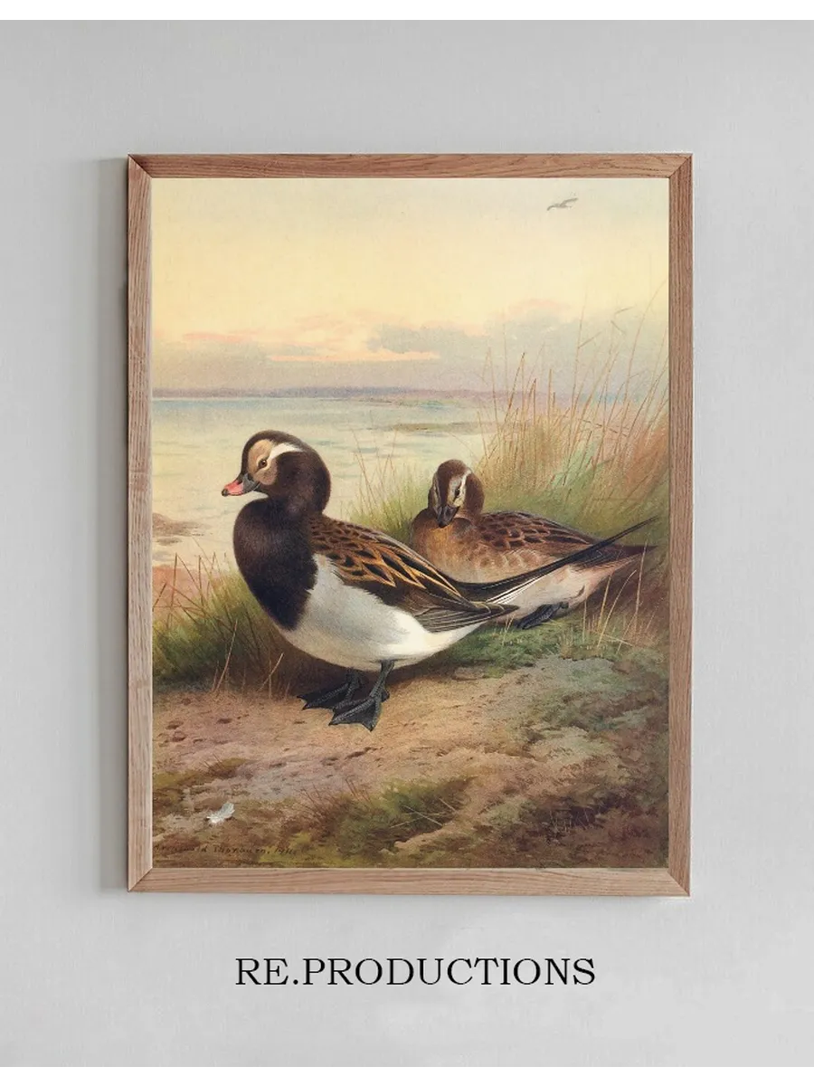 Long - Tailed Duck (Summer)