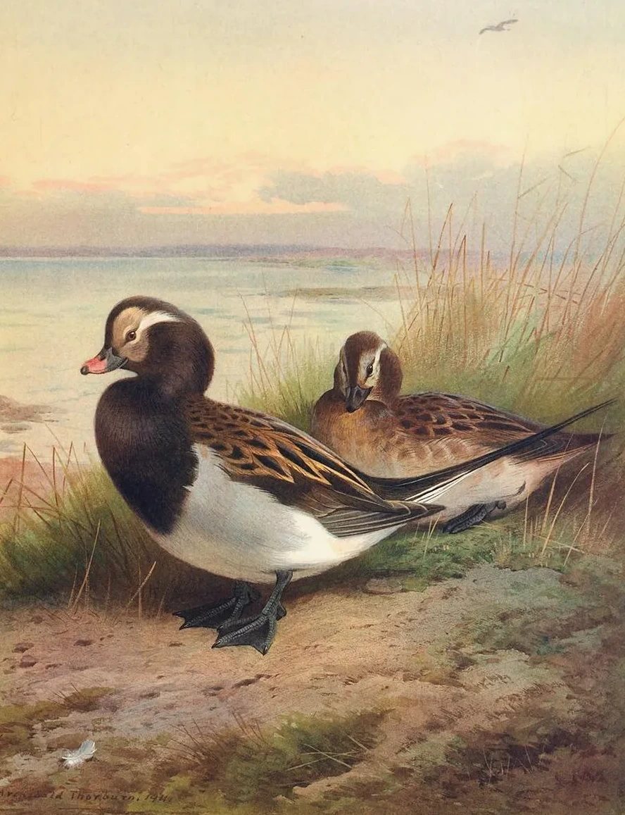 Long - Tailed Duck (Summer)