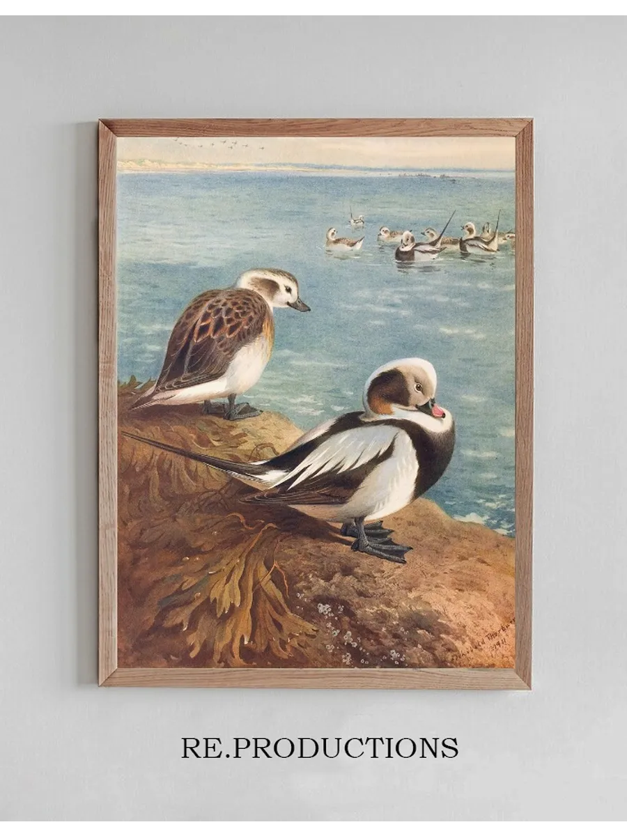 Long - Tailed Duck (Winter)
