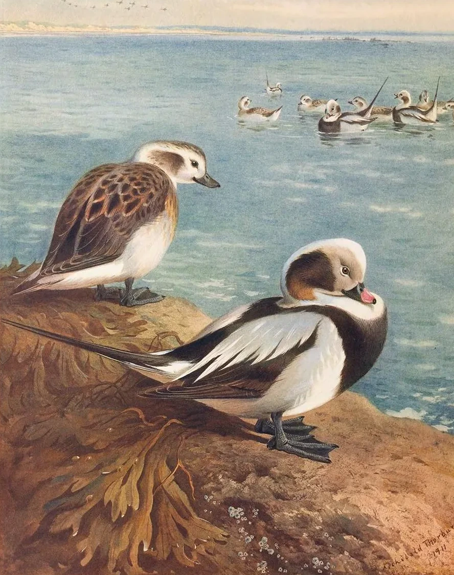 Long - Tailed Duck (Winter)
