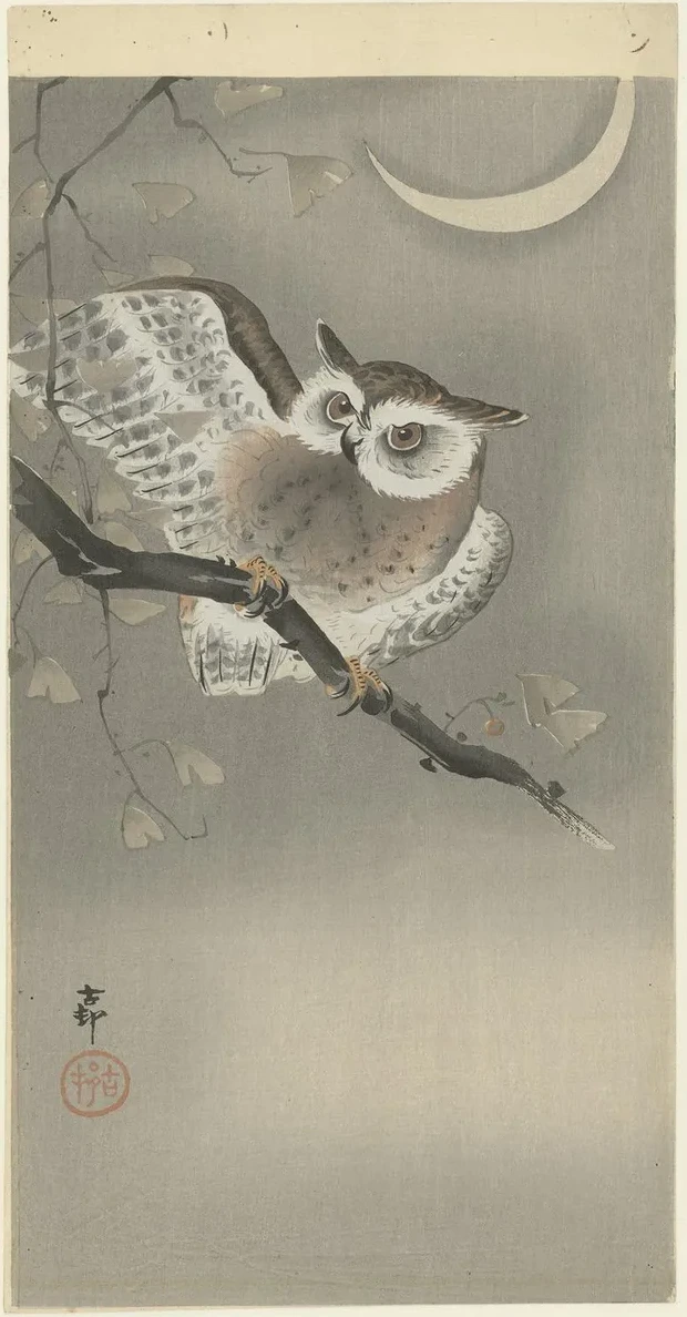 Long - Eared Owl in Ginkgo