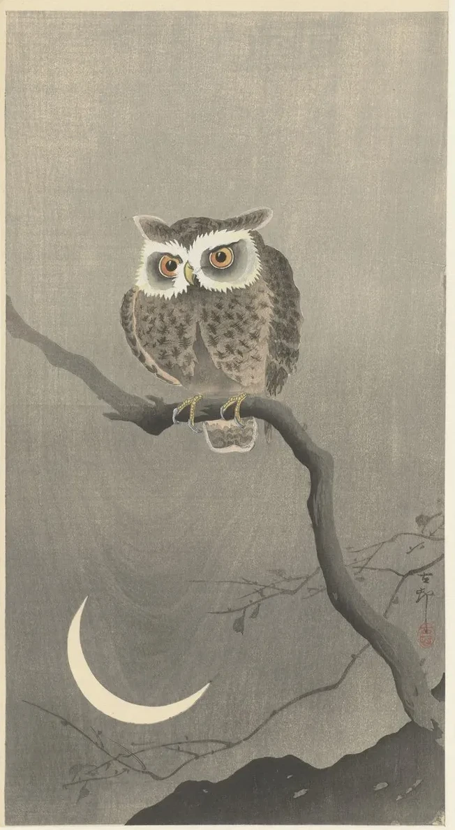 Long - Eared Owl on Bare Tree Branch