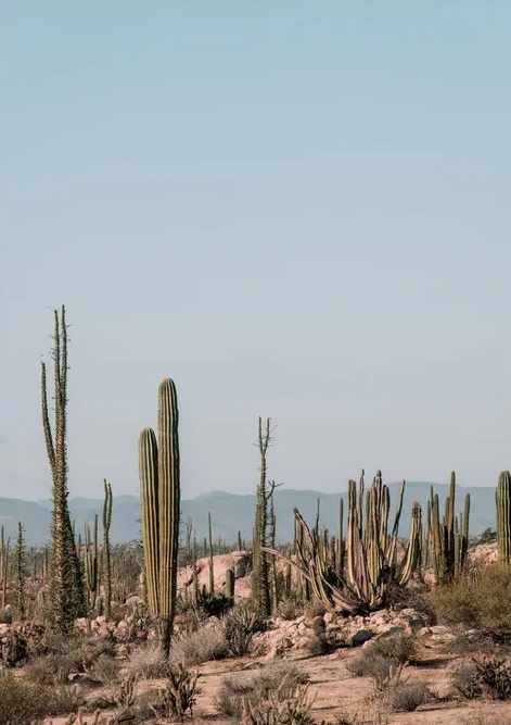 Lost in Mexico