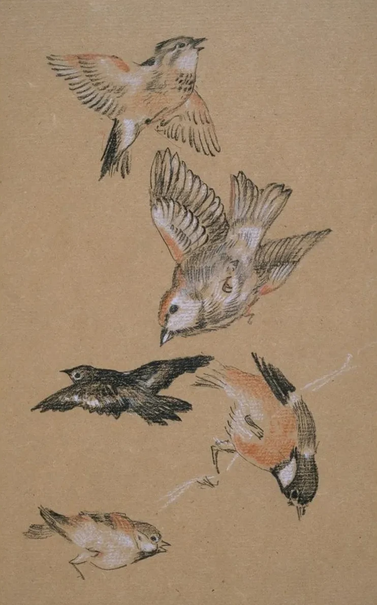Love Leading the Pilgrim Study of Birds Finches