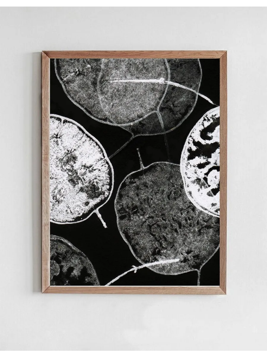 Lunaria Black