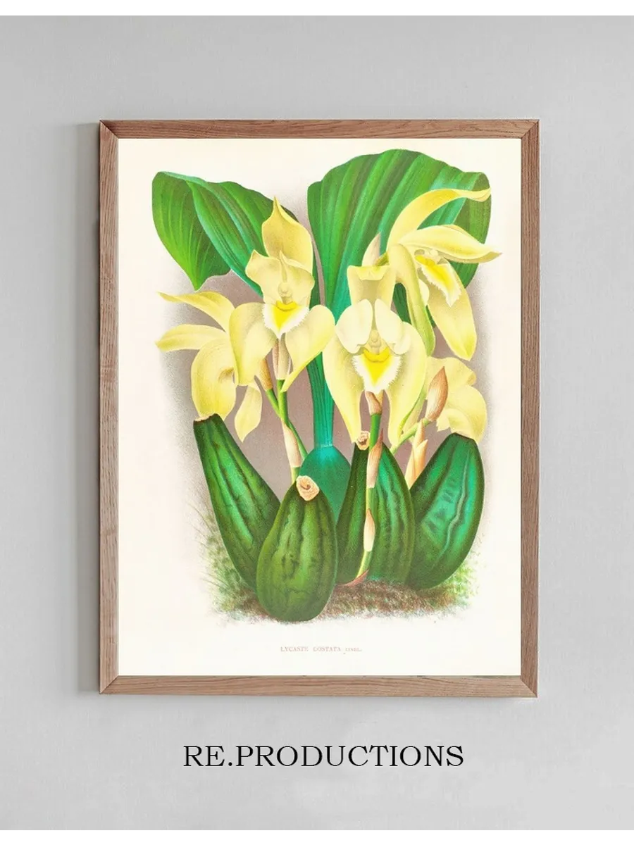 Lycaste Costata