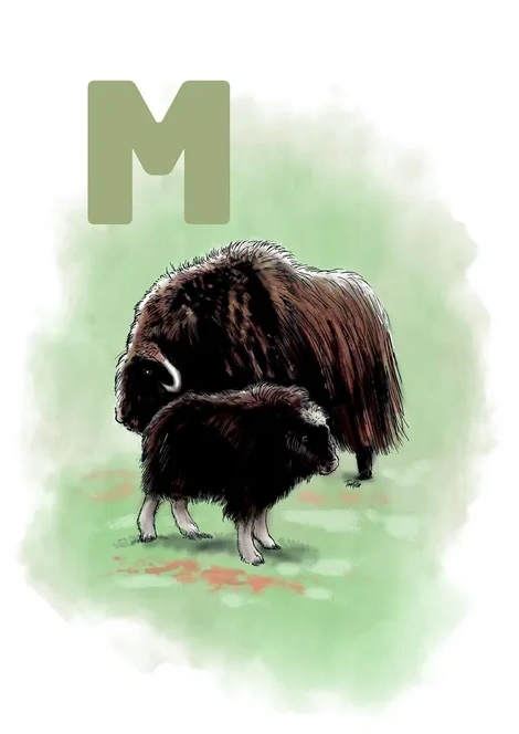 M Green Moskusokse