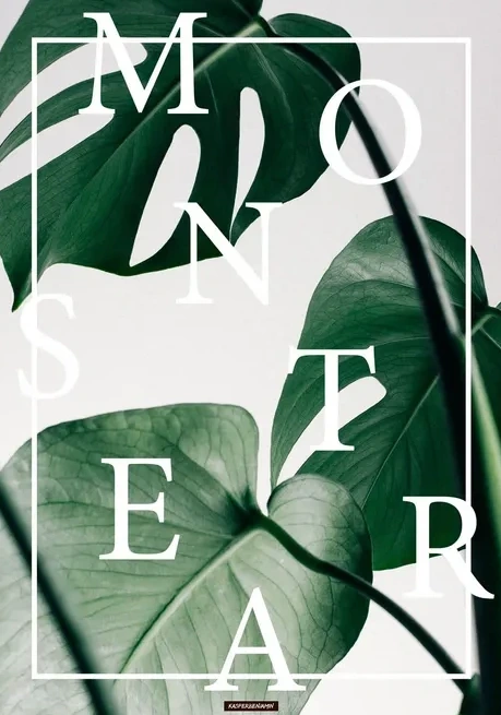 Monstera