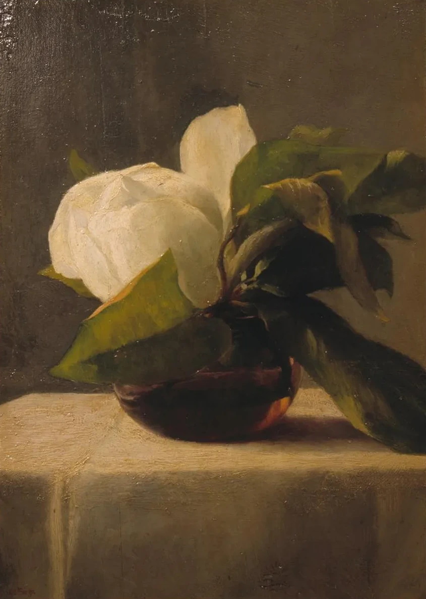 Magnolia