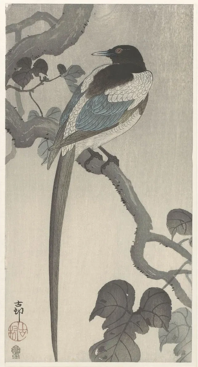Magpie on Tree Branch