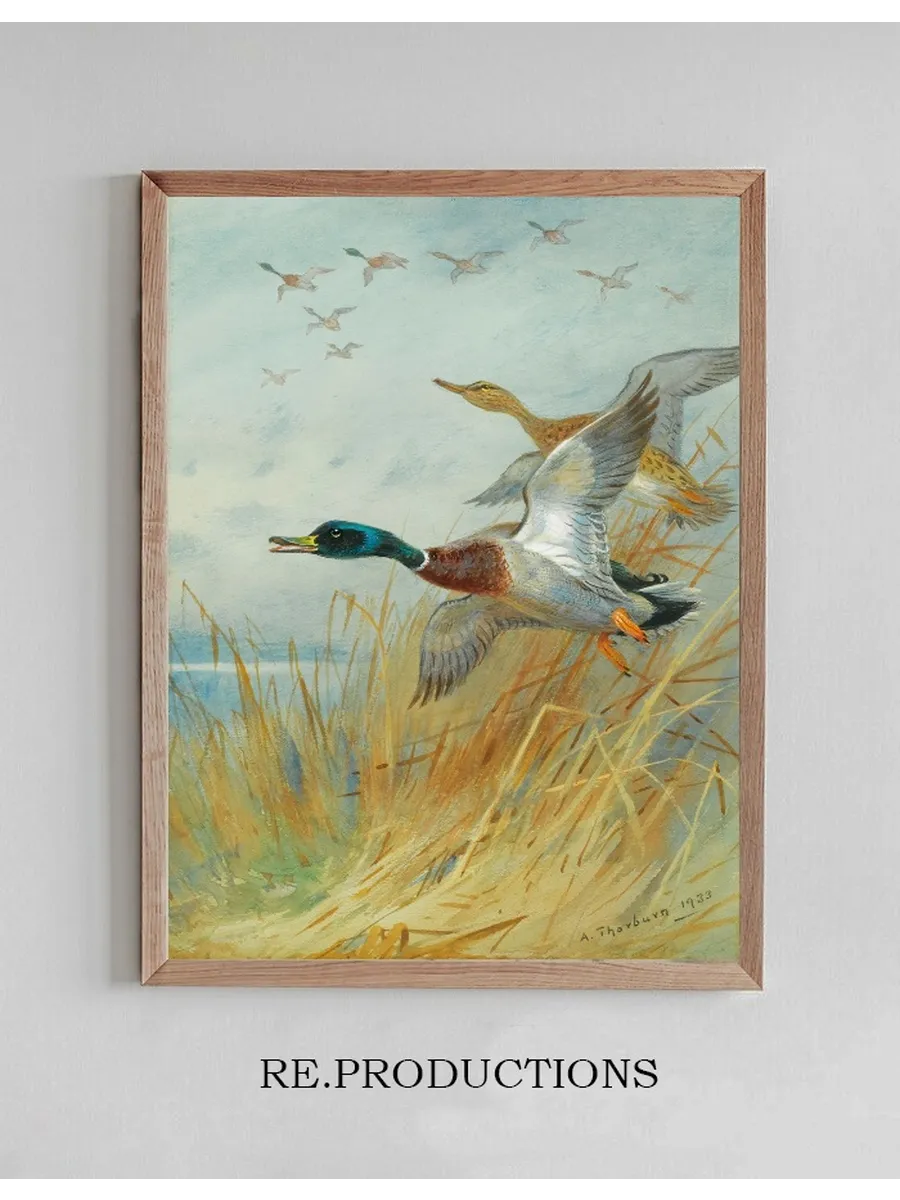 Mallard Rising