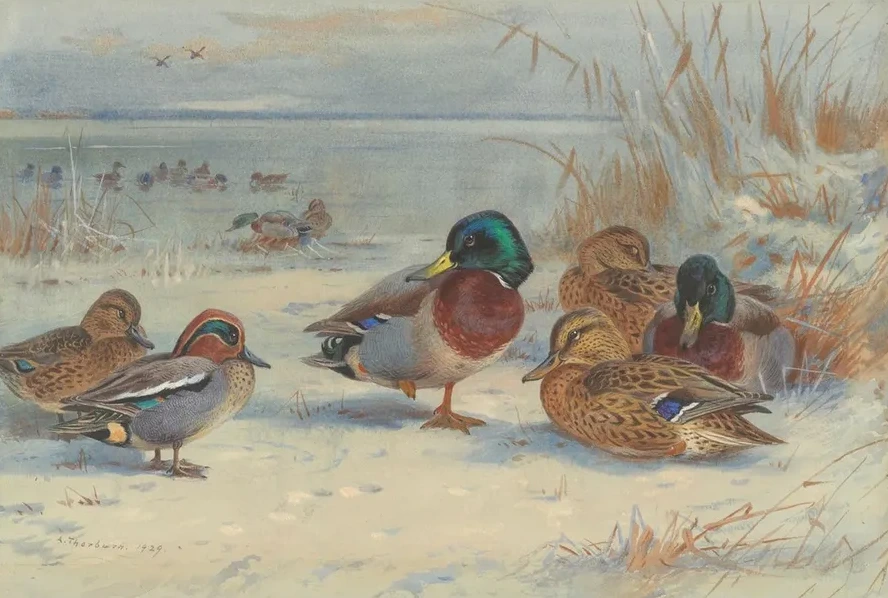 Mallard and Teal in the Snow