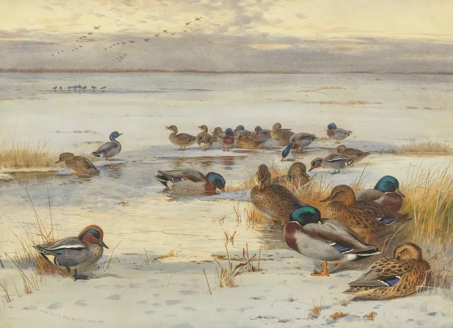 Mallard and Teal on a Snowy Marsh