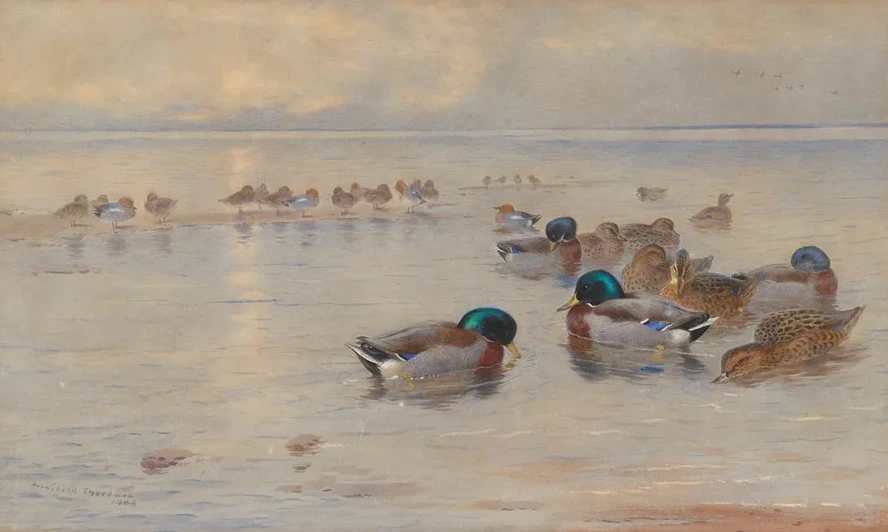 Mallards on a Lake