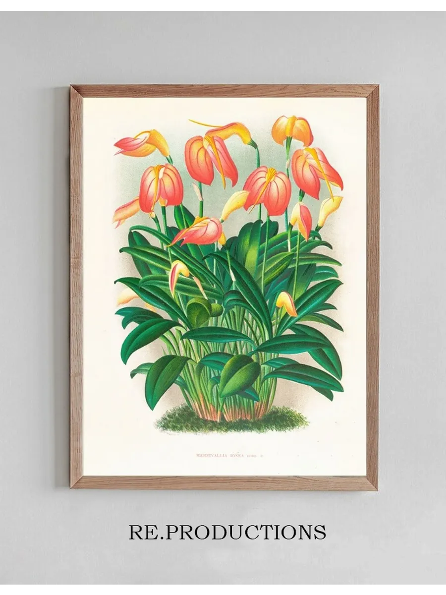 Masdevallia Ignea
