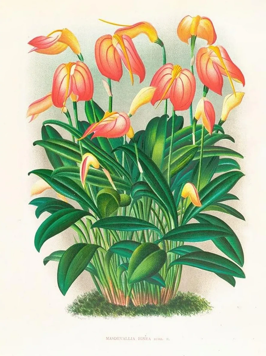 Masdevallia Ignea