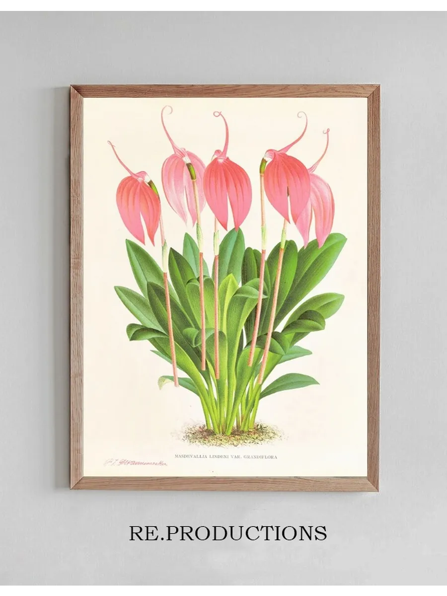 Masdevallia Lindeni Var Grandiflora