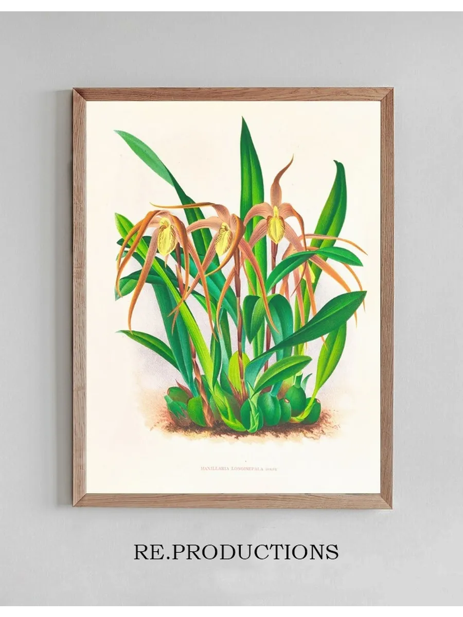 Maxillaria Longisepala