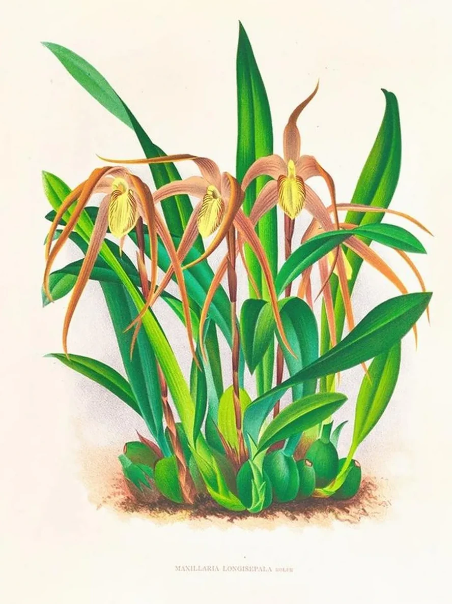 Maxillaria Longisepala