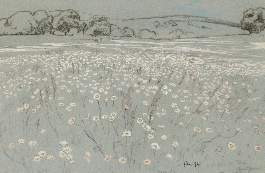 Meadow with Daisys