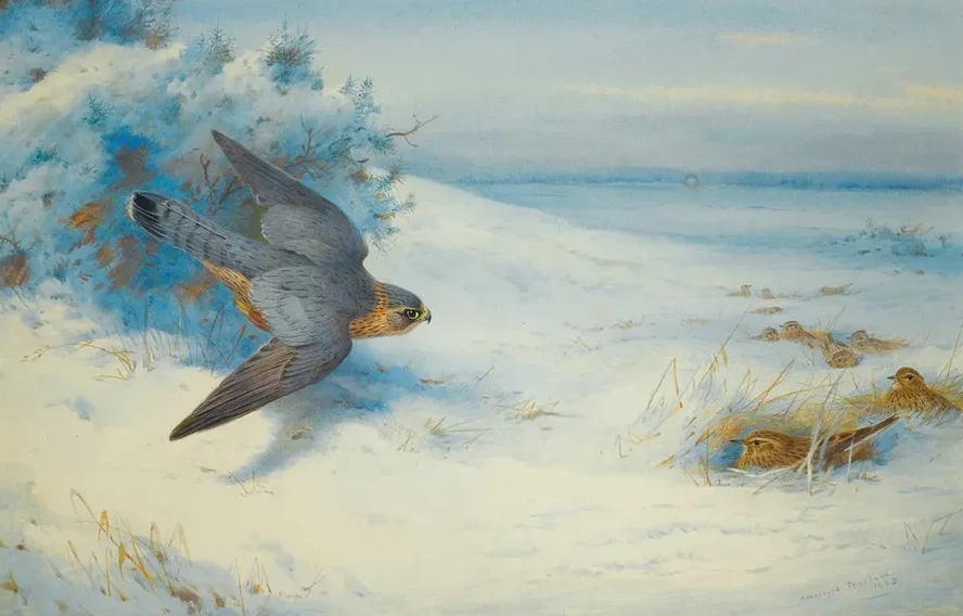 Merlin And Larks