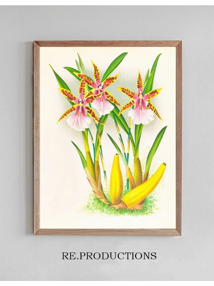 Miltonia Blunti