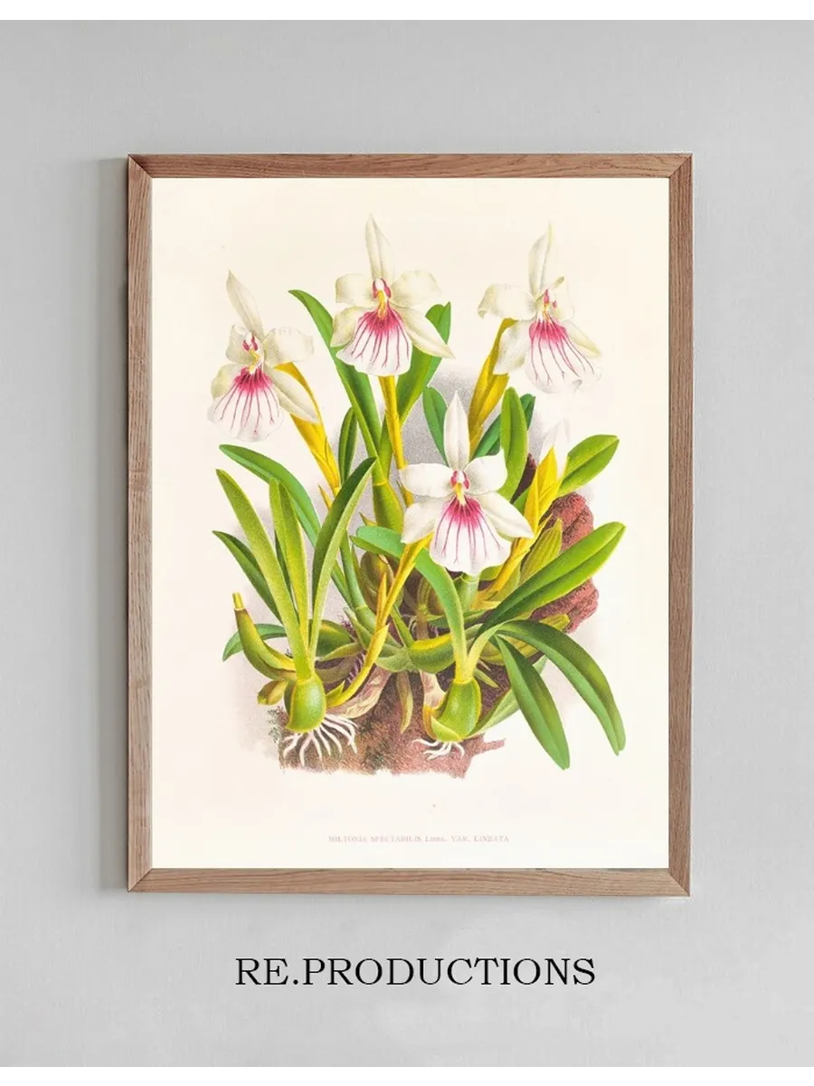 Miltonia Spectabilis
