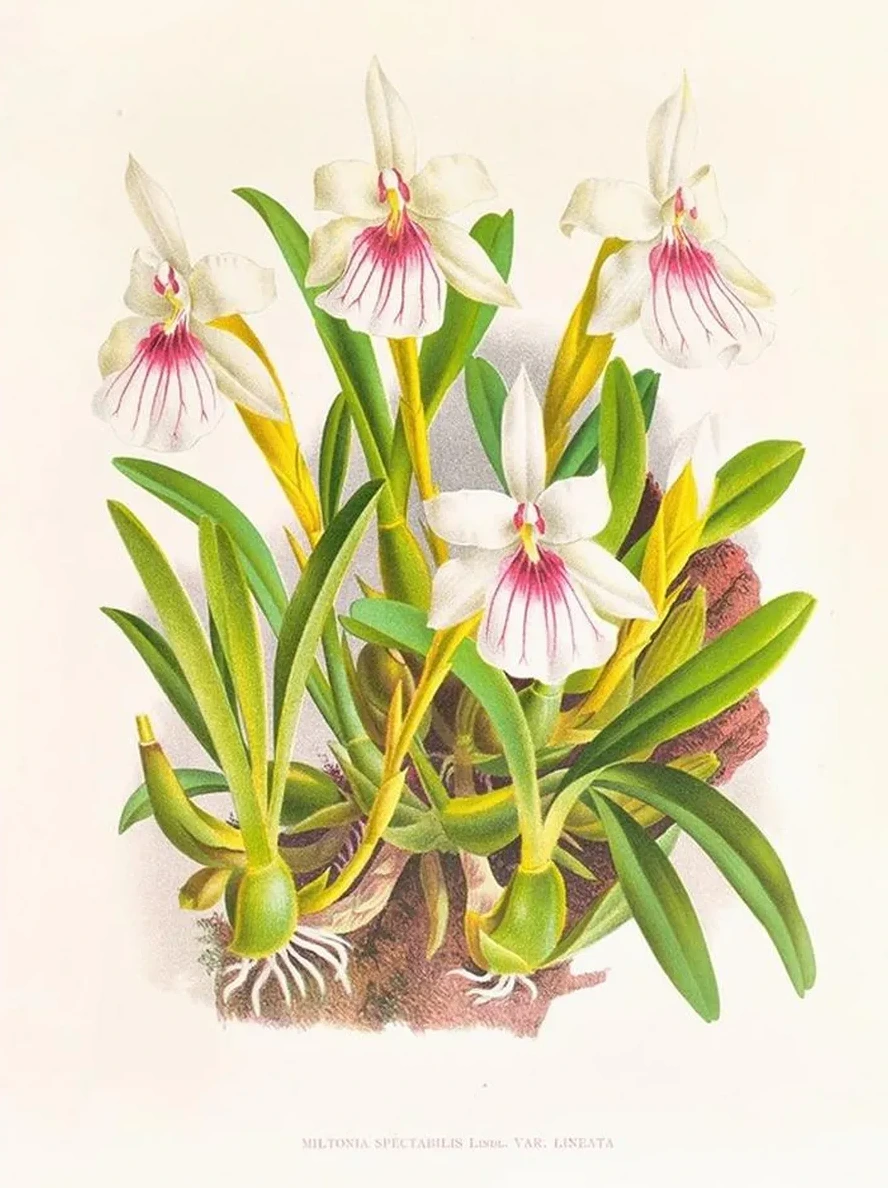 Miltonia Spectabilis