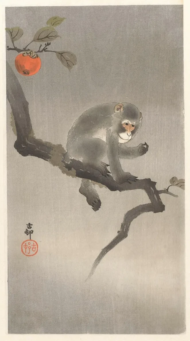 Monkey in Kaki Tree