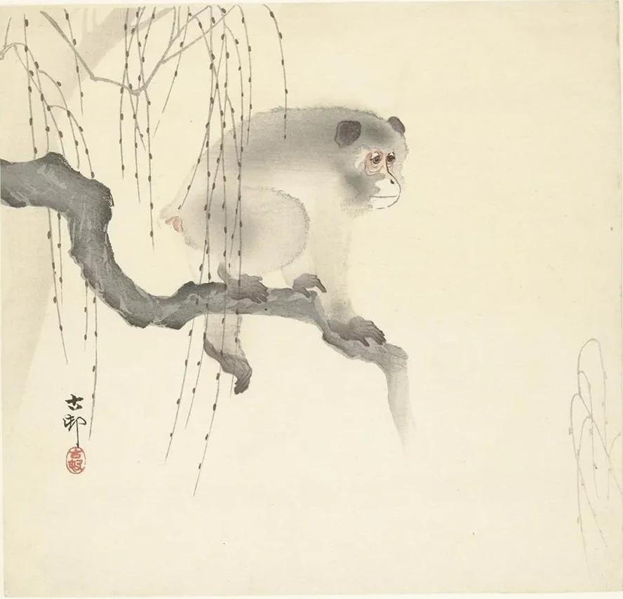 Monkey on Tree Branch