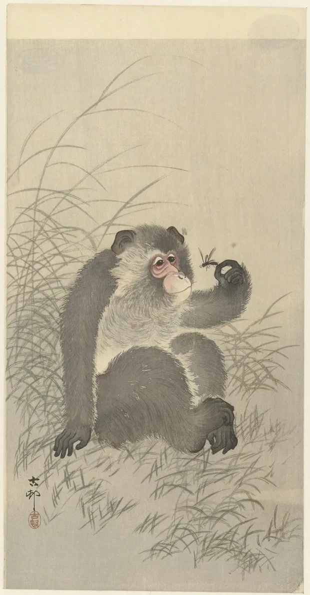 Monkey with Insect