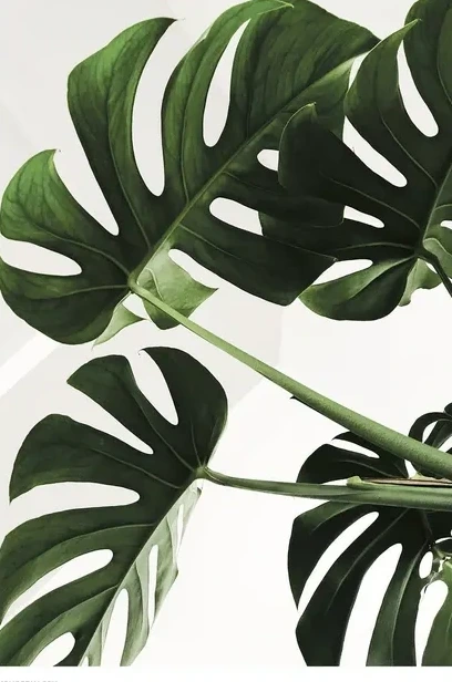 Monstera