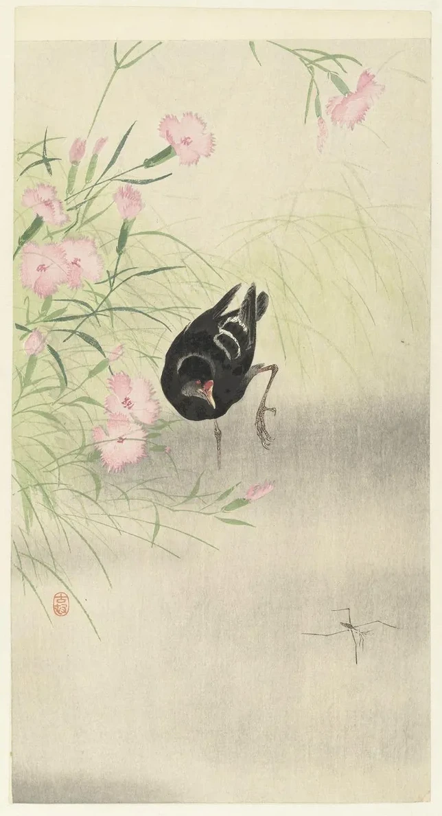 Moorhen at Flowering Plant