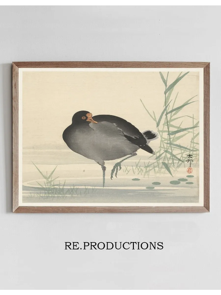 Moorhen