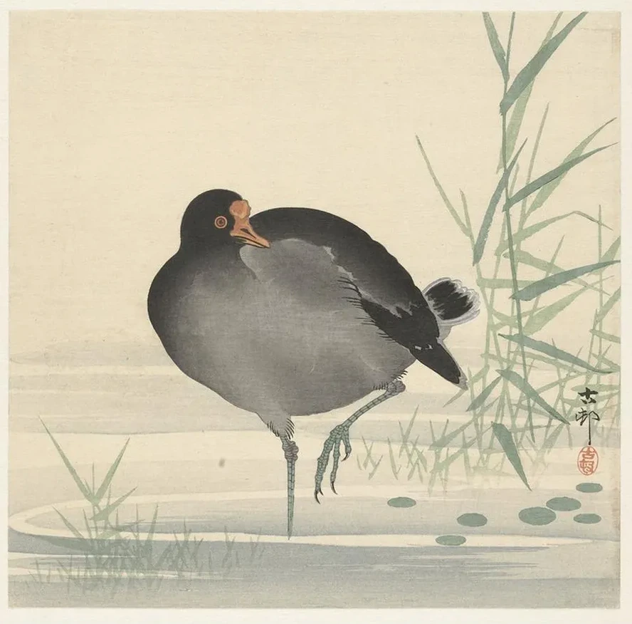 Moorhen