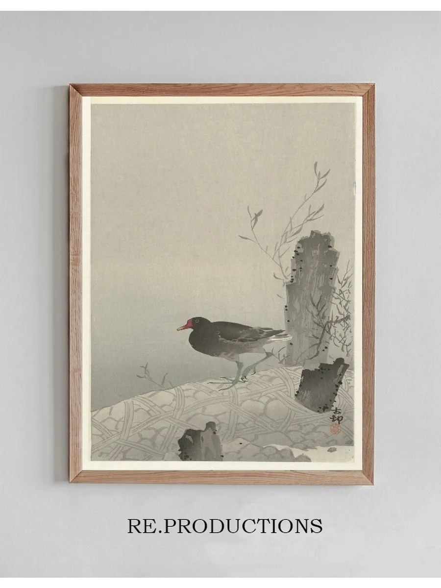 Moorhen
