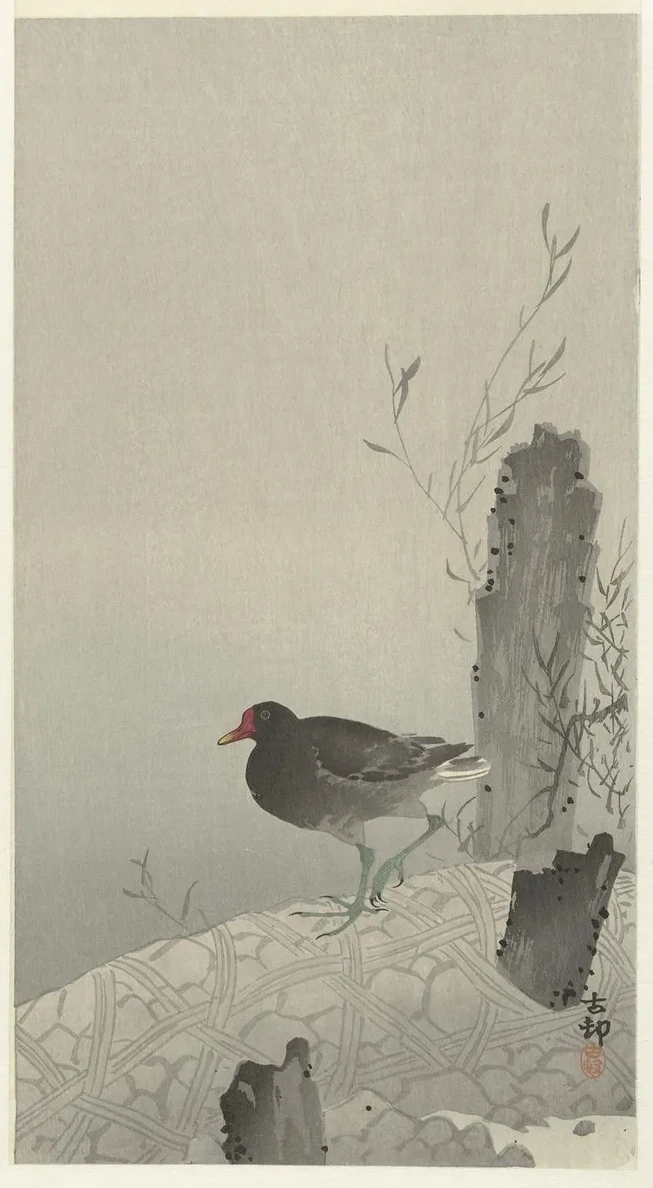 Moorhen