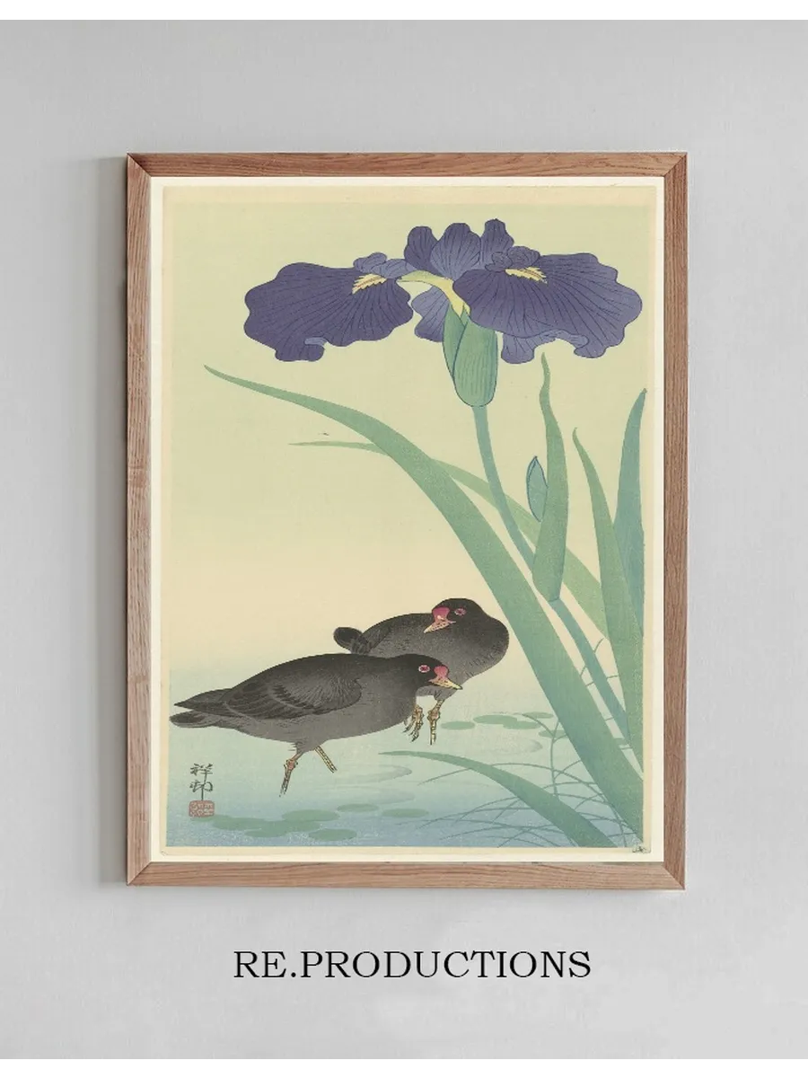 Moorhens and Iris