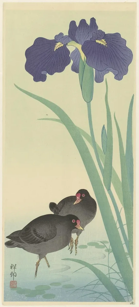 Moorhens and Iris
