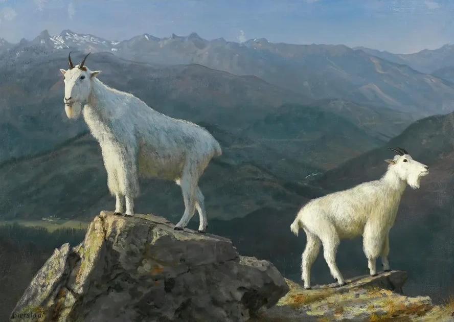 Mountain Goats