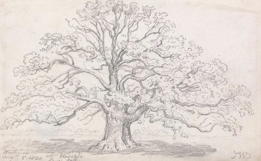 Mr. Howard's Large Oak, August 5, 1820