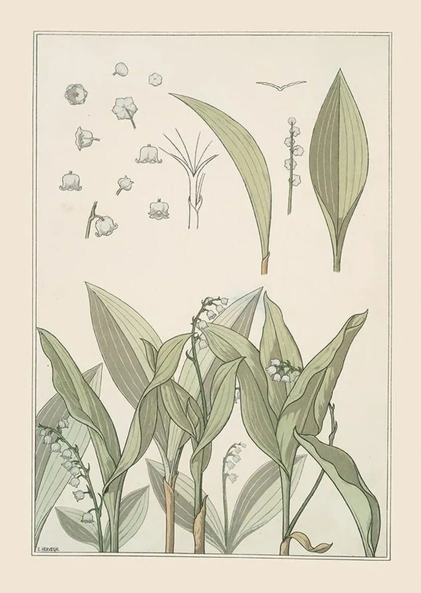 Muguet
