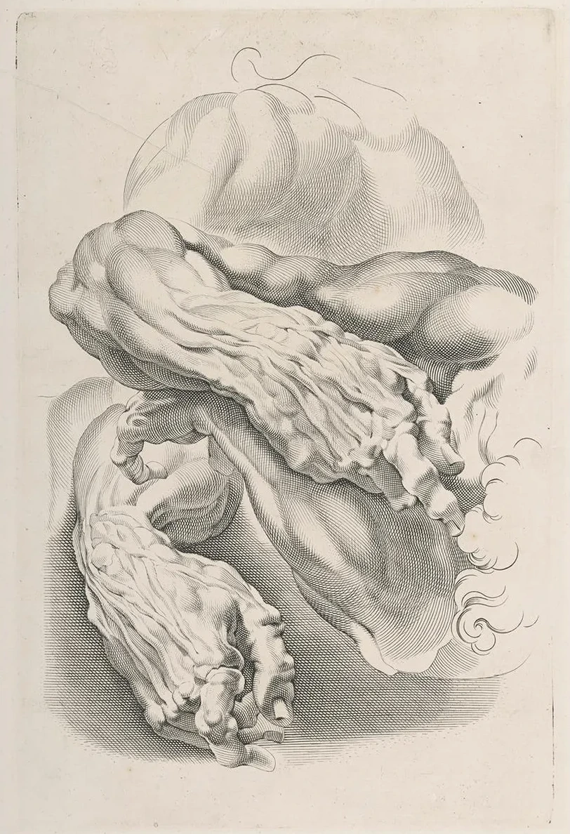 Muscles