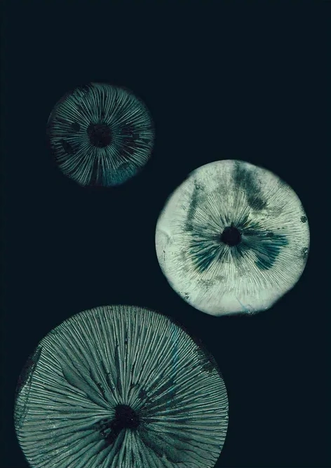 Mushroom - 1 Dark Teal